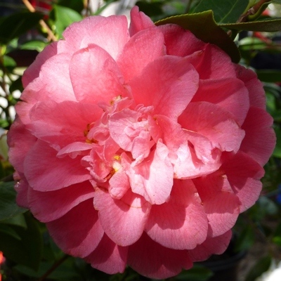 General George Patton